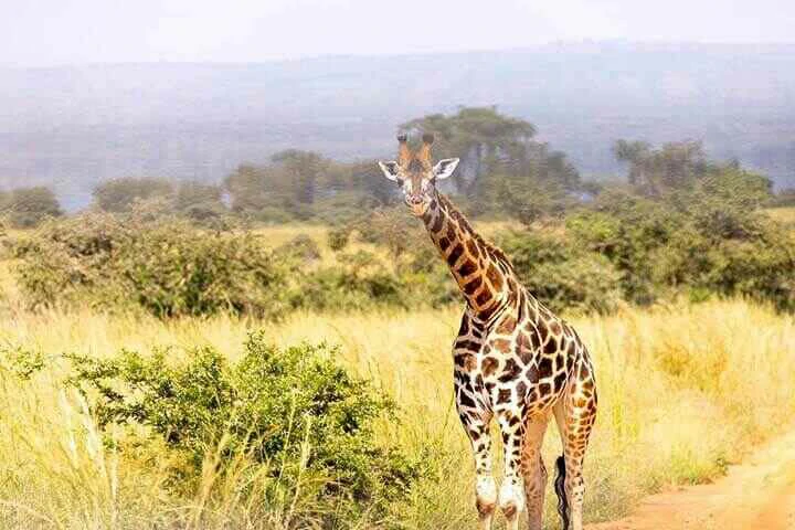 giraffe at murchison falls